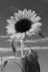 preview bw