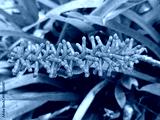 preview cold