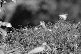 preview bw
