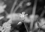 preview bw