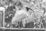 preview bw