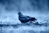preview cold