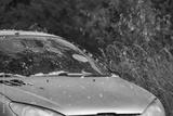 preview bw