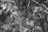preview bw