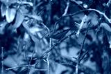 preview cold
