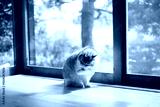 preview cold