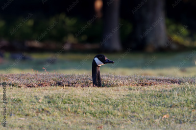 image to crop