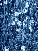 preview cold