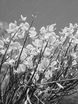 preview bw