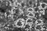 preview bw