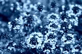 preview cold