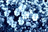 preview cold