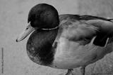 preview bw