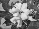 preview bw