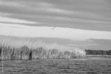 preview bw