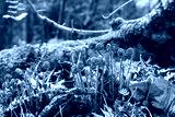 preview cold