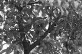 preview bw