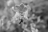 preview bw