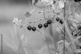 preview bw