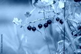 preview cold