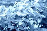 preview cold