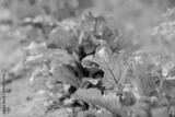 preview bw