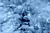 preview cold