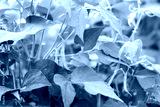 preview cold