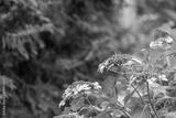 preview bw