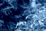 preview cold
