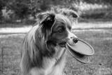 preview bw