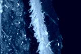 preview cold