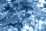 preview cold