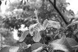 preview bw