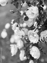 preview bw