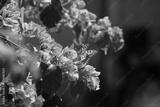 preview bw