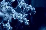 preview cold