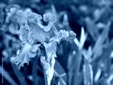 preview cold