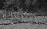 preview bw