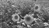 preview bw
