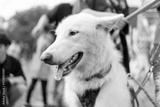 preview bw