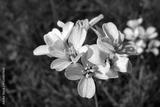 preview bw