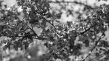 preview bw