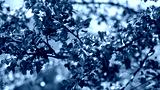 preview cold