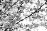 preview bw