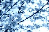 preview cold