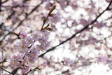 preview original