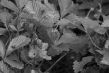 preview bw
