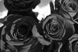 preview bw