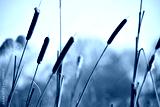preview cold